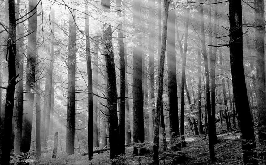 CANADIAN FOREST — DSQ2W01-3