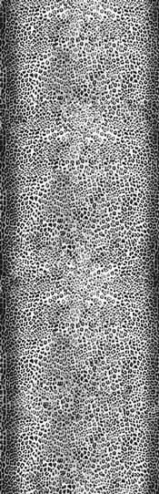 ANIMALIER by DSQUARED2