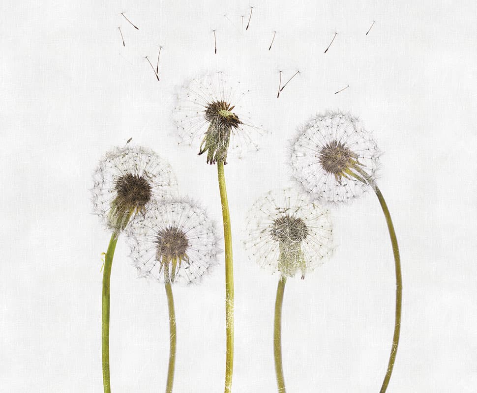 Snapdragons — 12SD-02