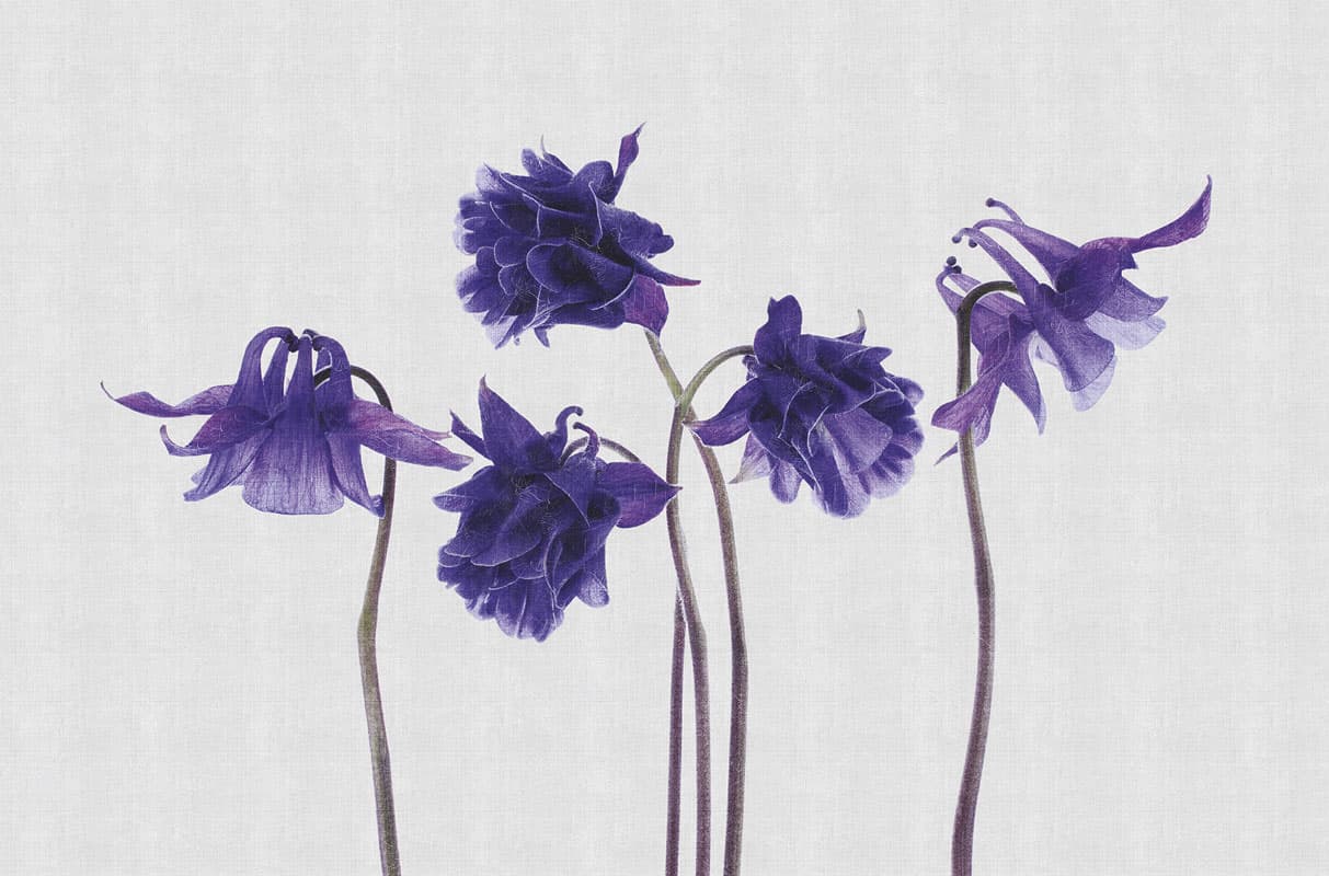 Campanula by Unknown