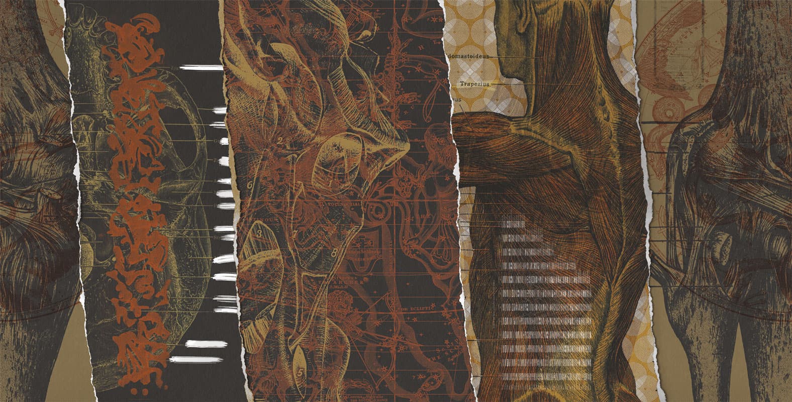 Morylavry — 17068-2