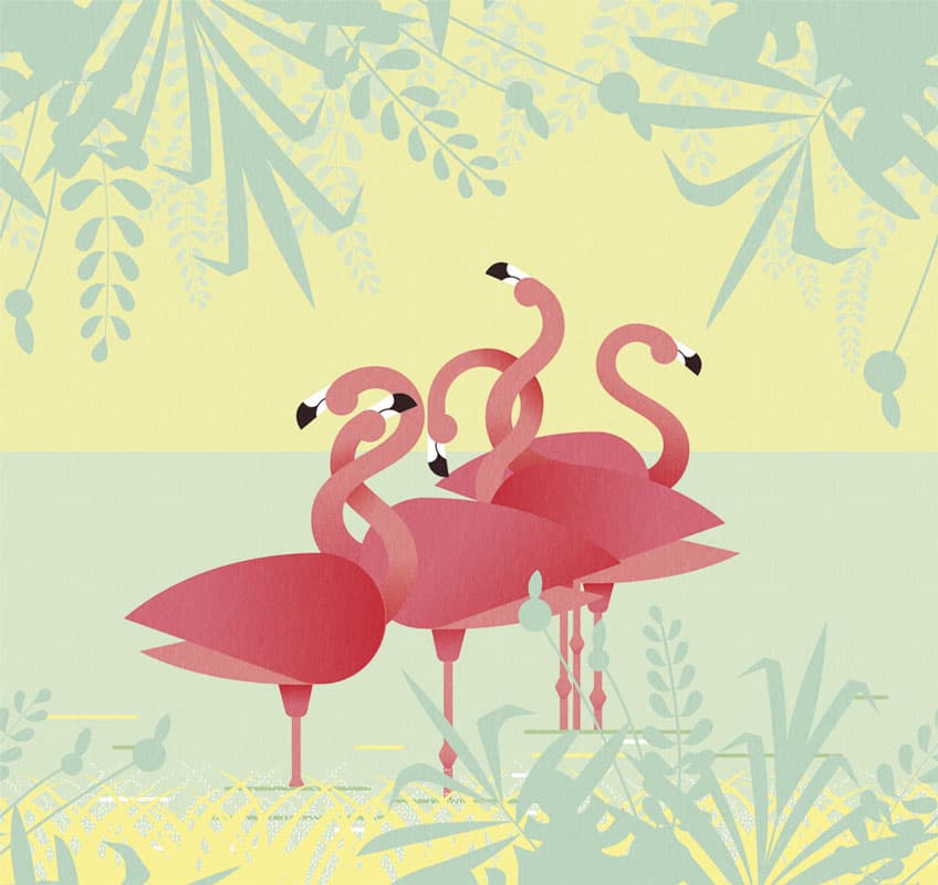 Flamingos by Unknown