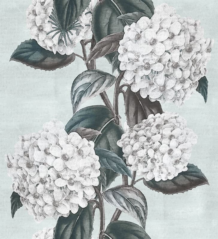 Ortensia — 17503-2