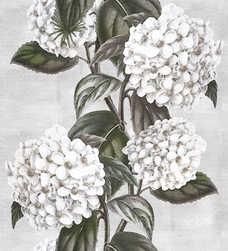 Ortensia — 17503-3