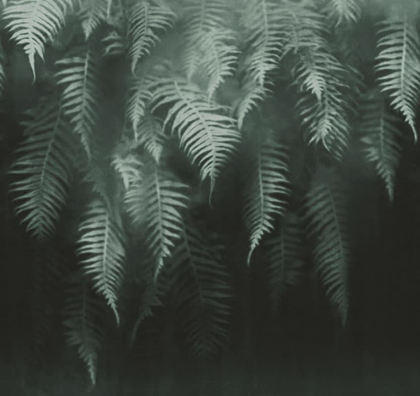 The Breath Of Ferns — 18517-2