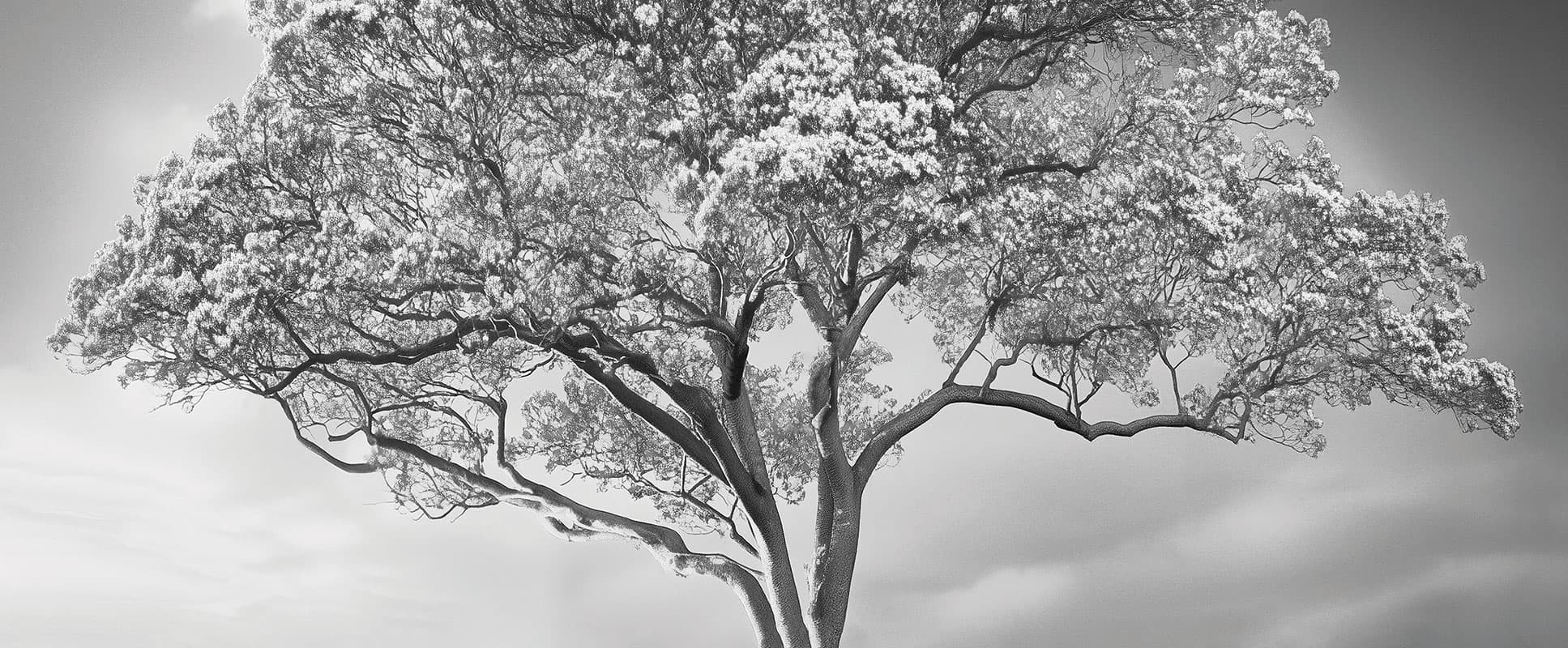 The Silent Witness — 25014-01