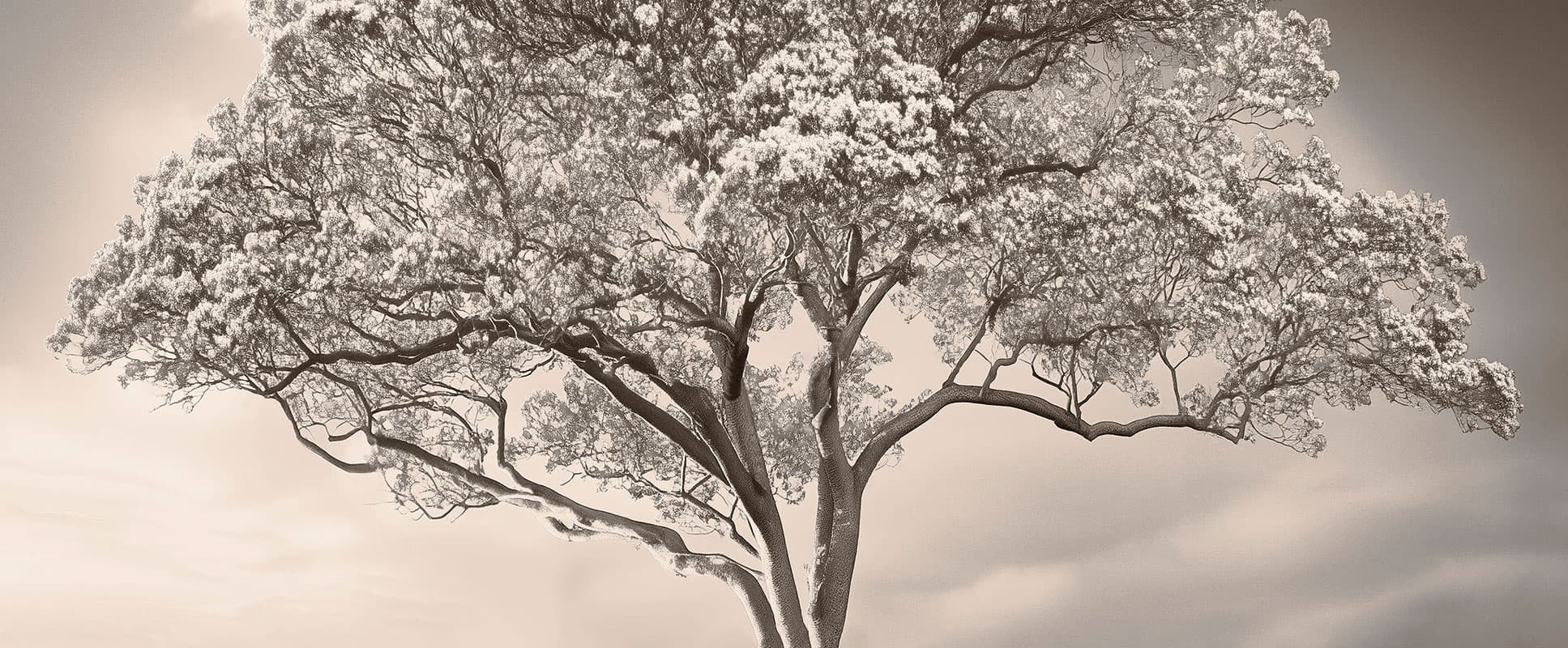 The Silent Witness — 25014-02