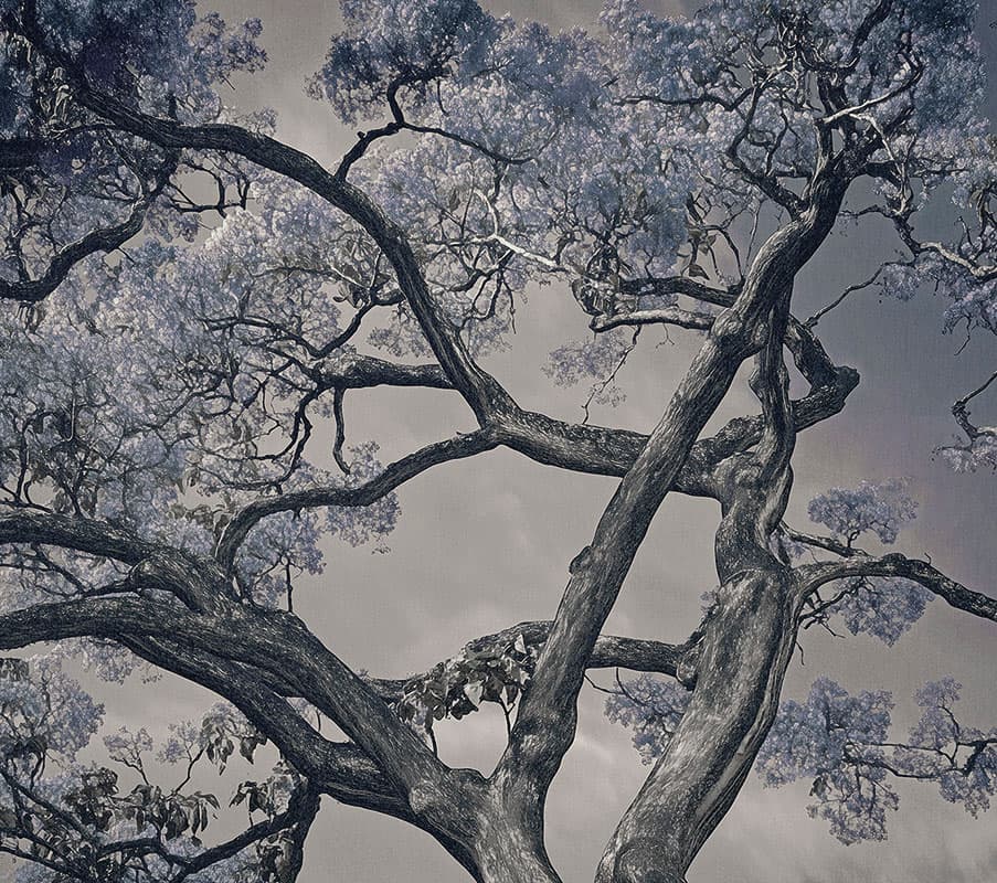 Arborescent Labyrinth — 25015-01