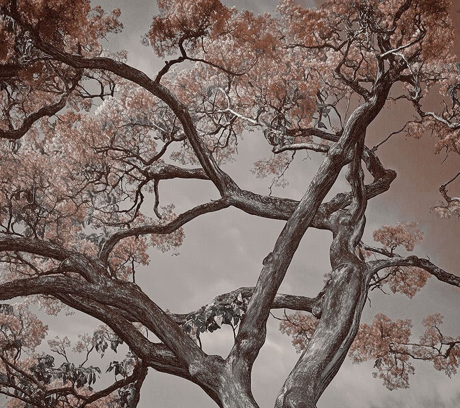 Arborescent Labyrinth — 25015-02