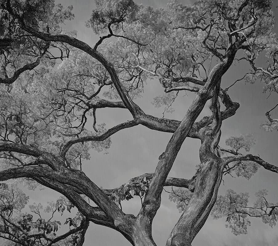 Arborescent Labyrinth — 25015-03