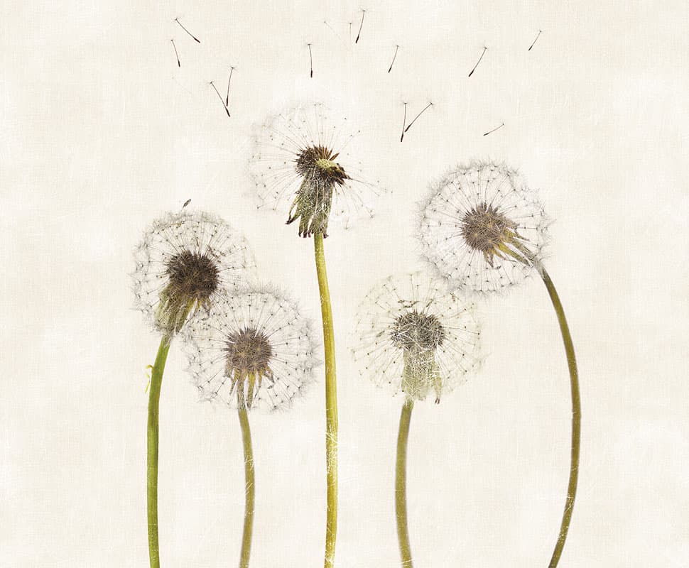 Snapdragons by Unknown