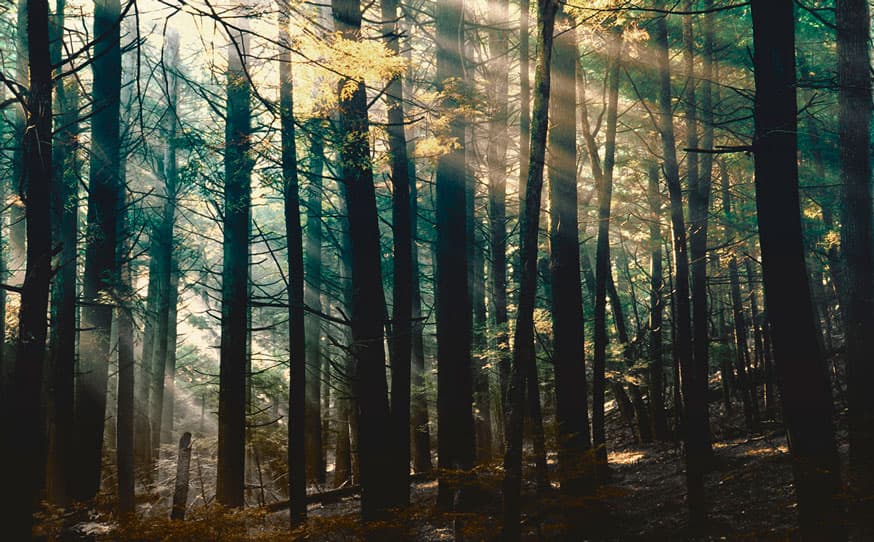 CANADIAN FOREST — DSQ2W01-2