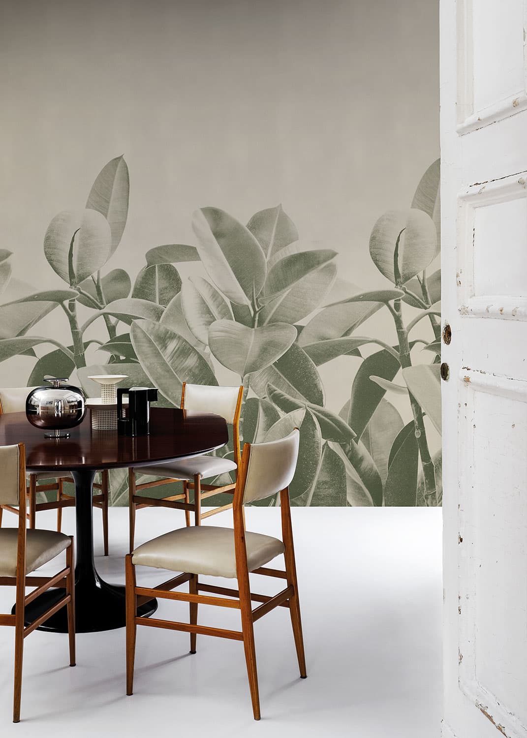 Rubber Plant by Francesca Besso, in a room