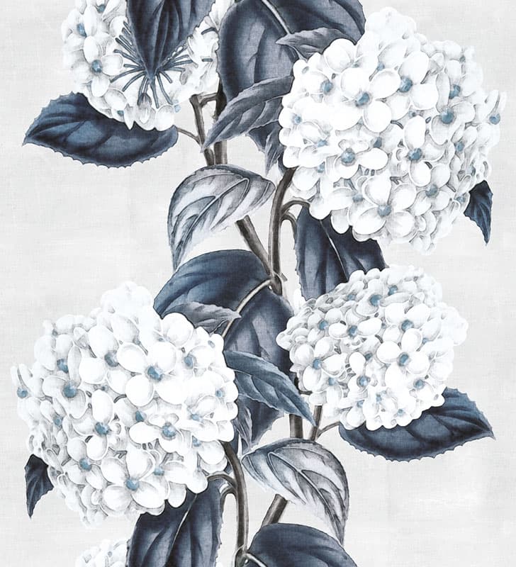 Ortensia by Unknown