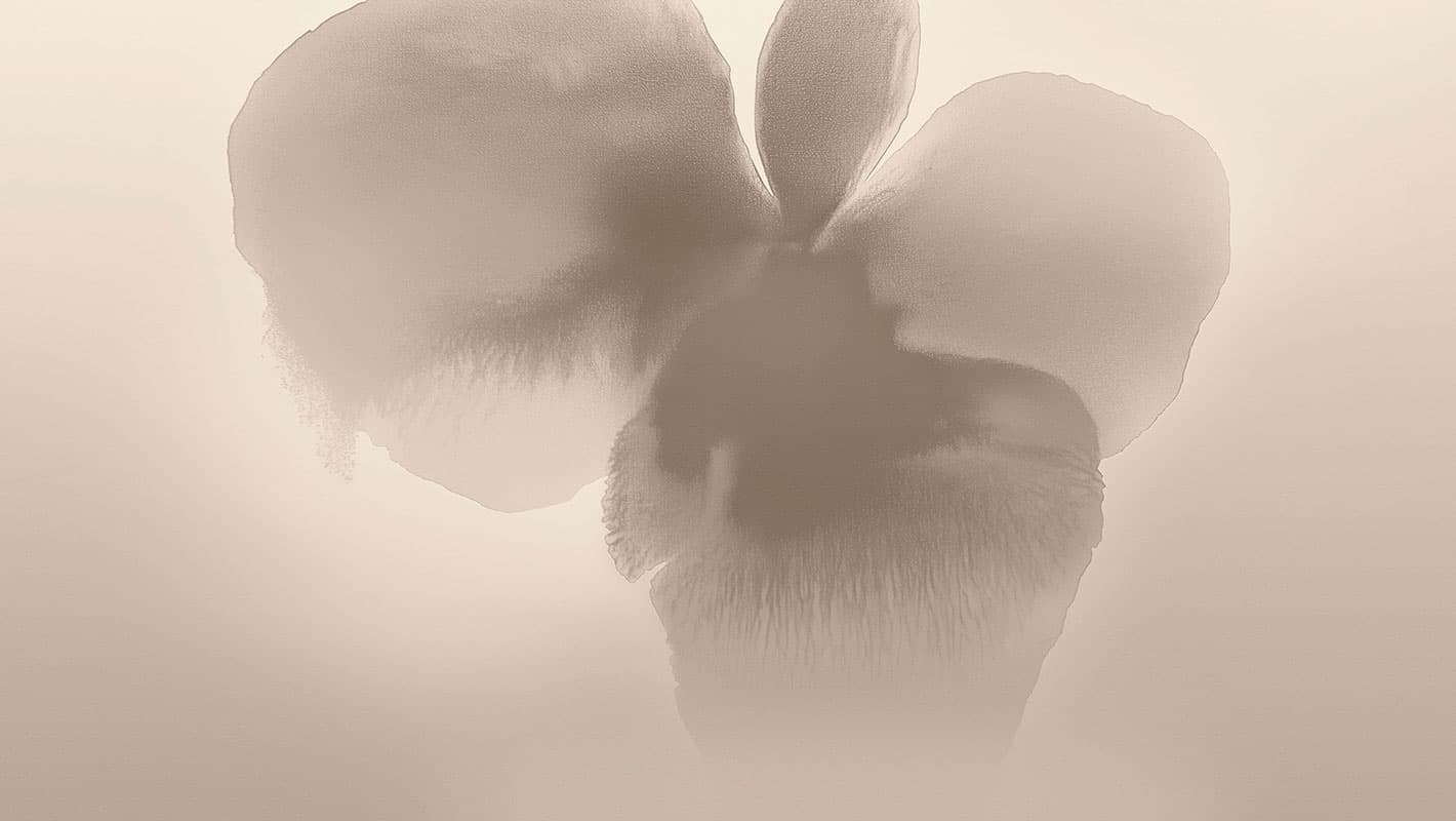 Petal Glow — 25007-01