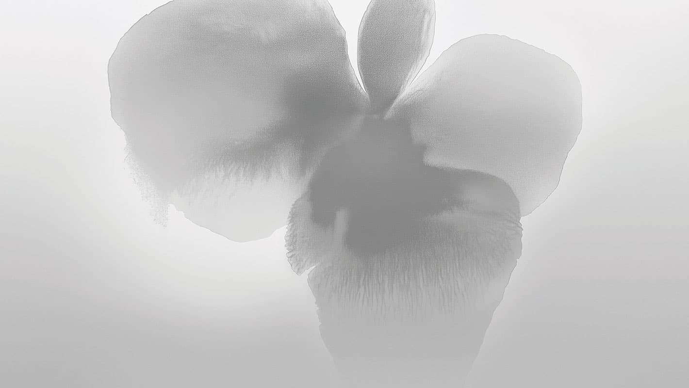 Petal Glow — Room Scene 2