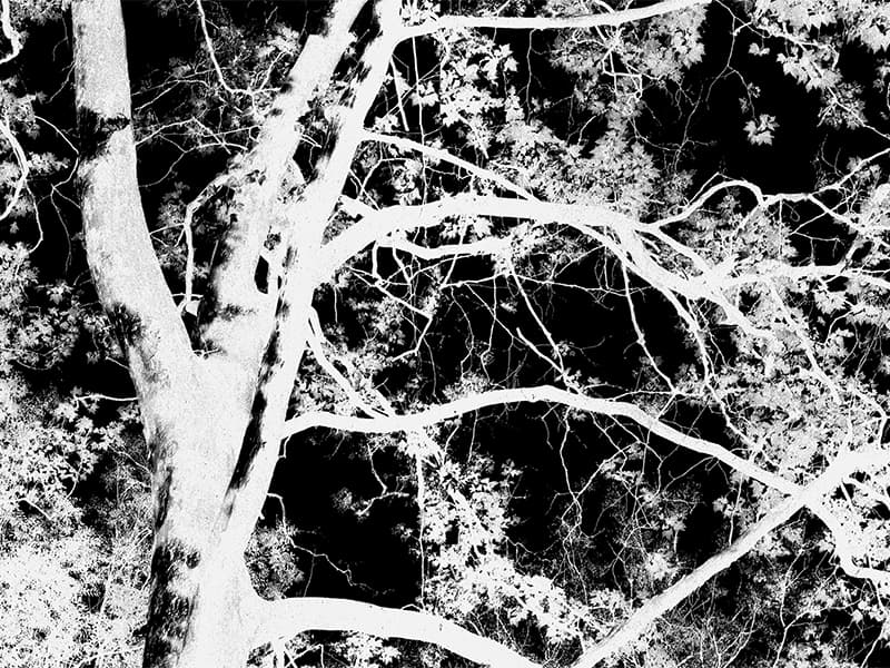 Albero, H101