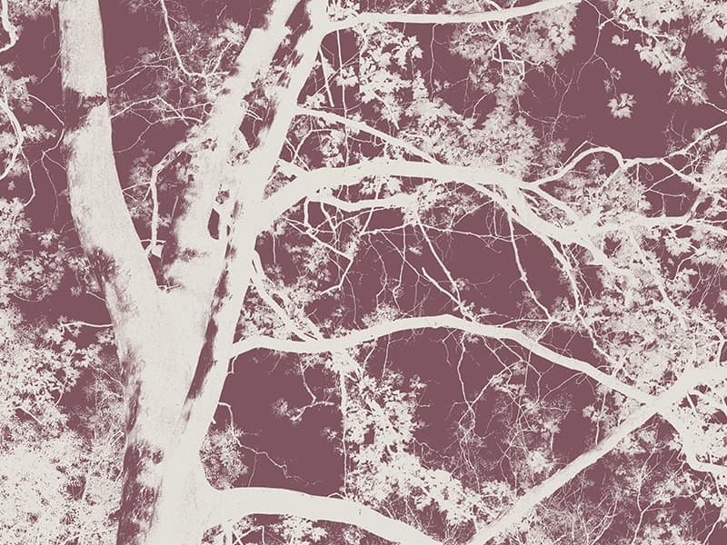 Albero, H103