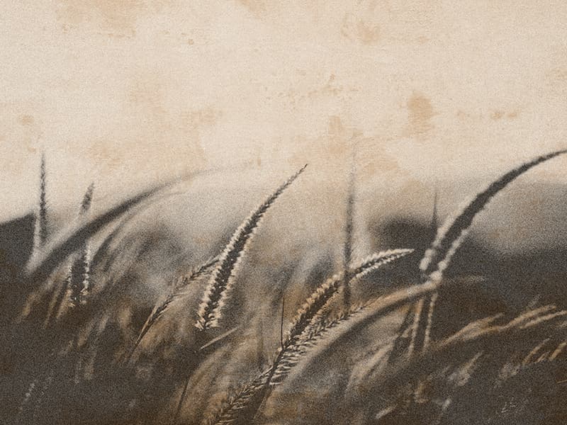 Grano, H107