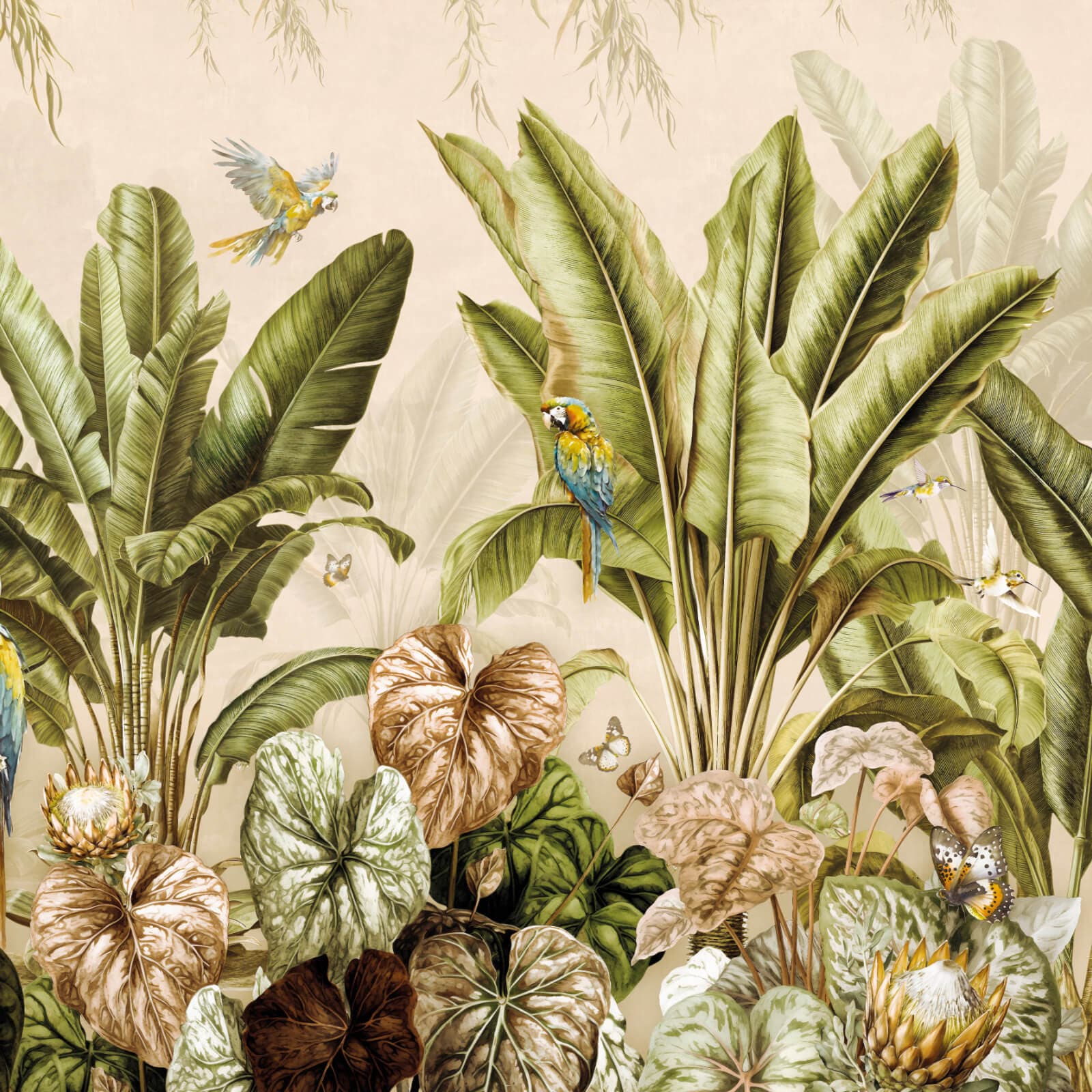 Parrots, Z47944