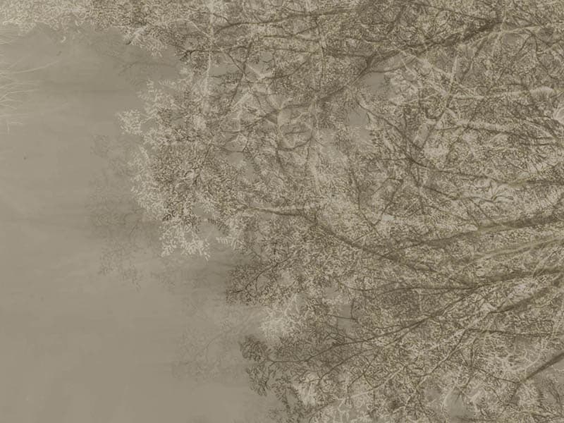 Alberi e Cielo, Z40539-1
