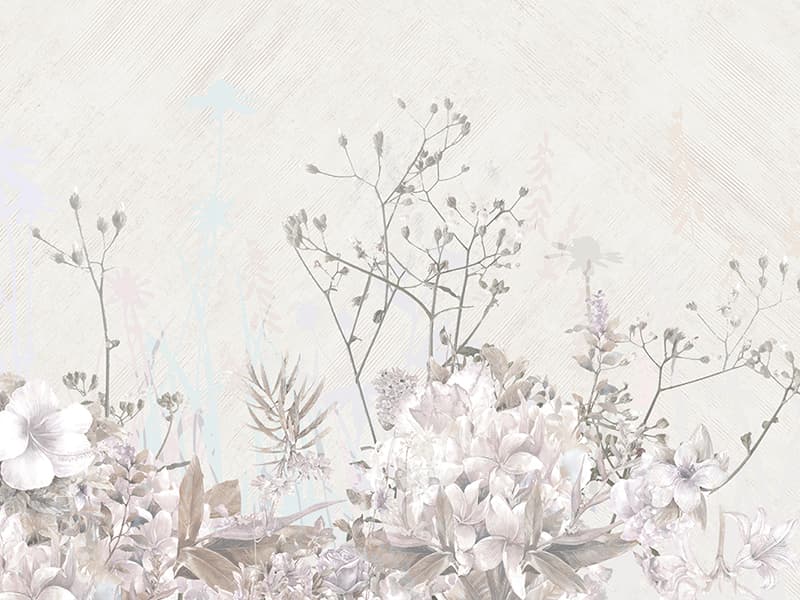 Abelia, Z66881