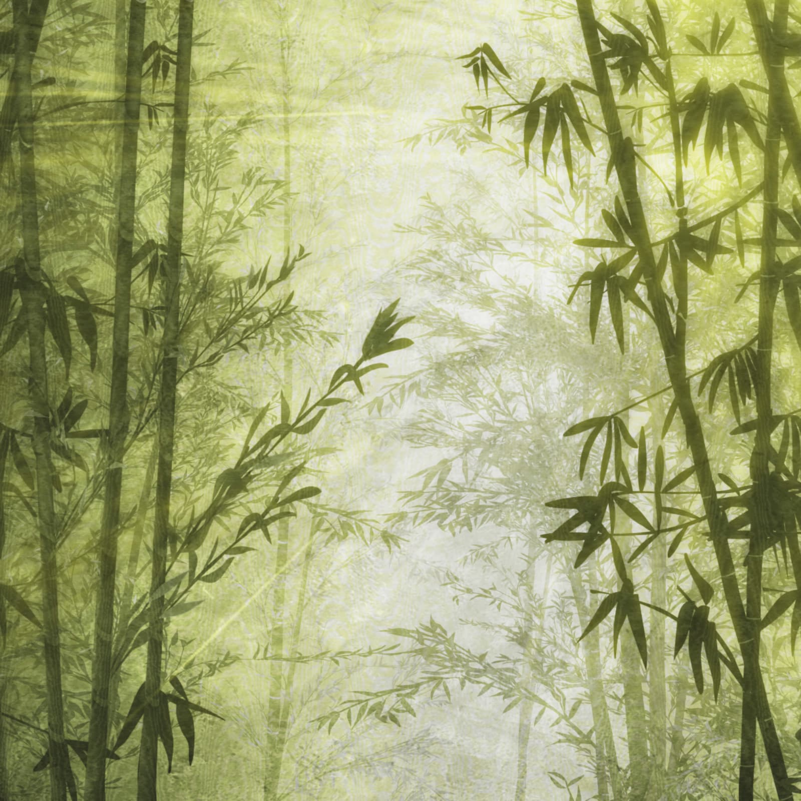 Bamboo Dorado, Z77588