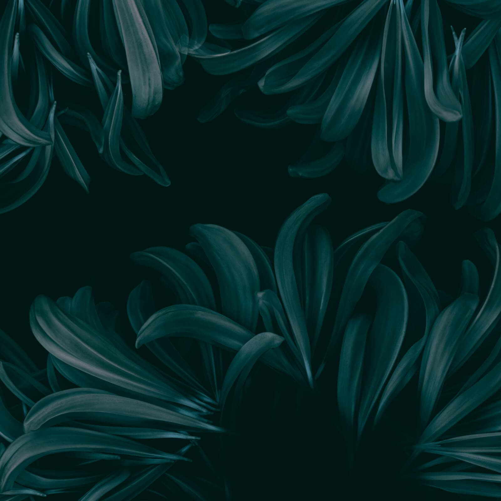 Flying Flowers by Zambaiti Parati