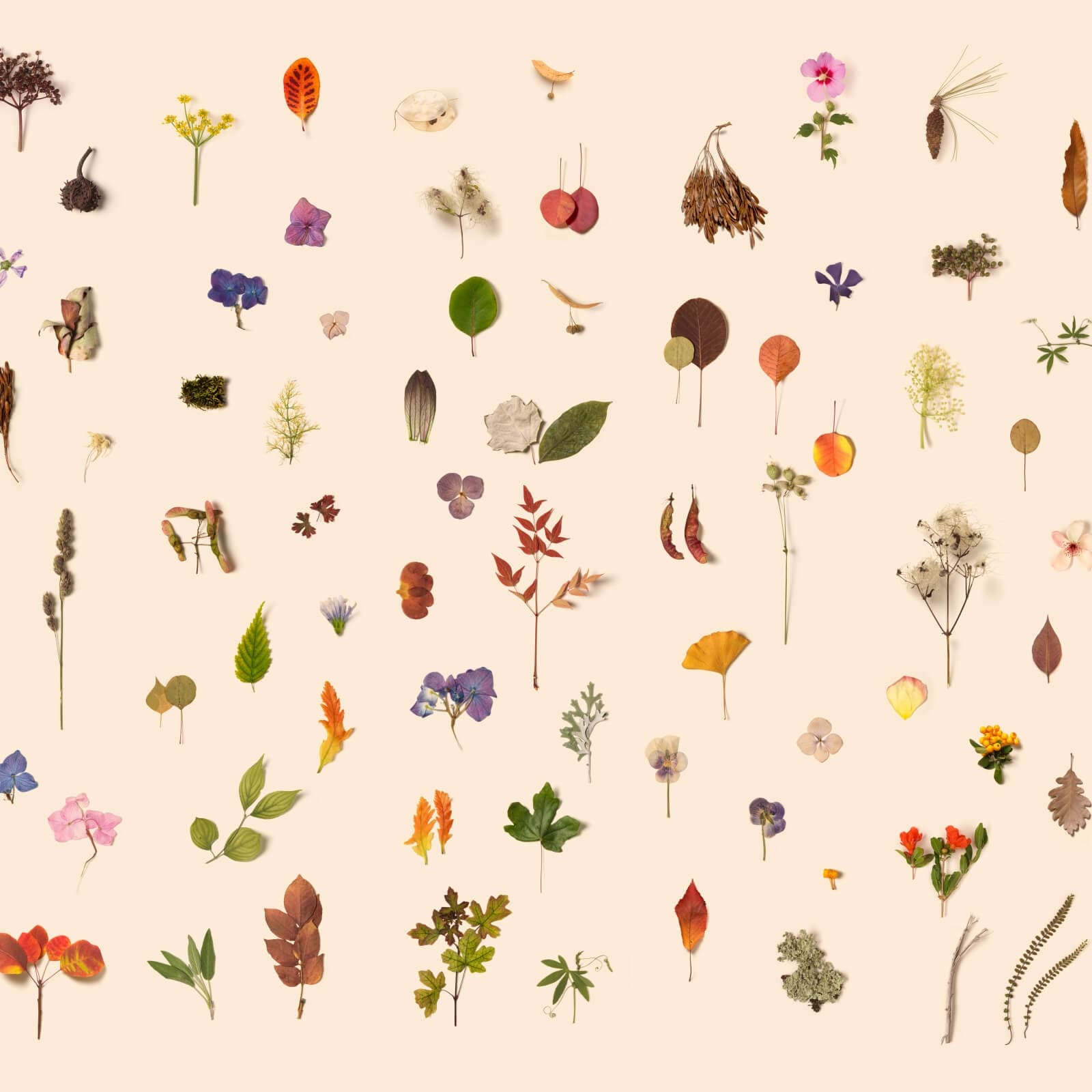 Erbario by Zambaiti Parati